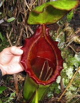 Nepenthes rajah x lowii BE-4529 *SEED-GROWN*