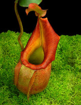 Nepenthes veitchii "Phil Mann" BE-3482