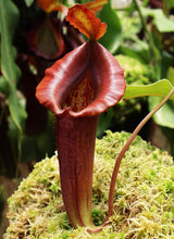 Nepenthes robcantleyi x jacquelineae BE-4028