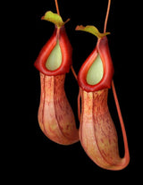 Nepenthes burkei x (burbidgeae x edwardsiana) BE-4531