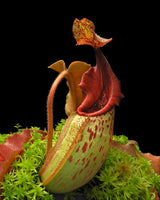 Nepenthes veitchii x maxima BE-4061