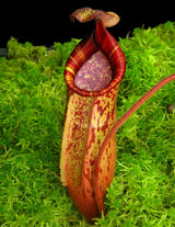 Nepenthes peltata x (veitchii x lowii) BE-4516