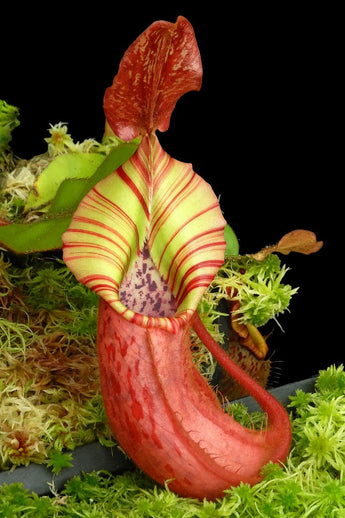 Nepenthes (veitchii x platychila) x veitchii BE-4623