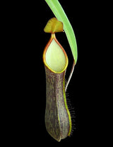 Nepenthes mikei (Bandahara) BE-3506