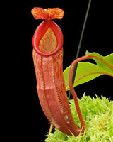 Nepenthes (veitchii x mira) x klossii BE-4548