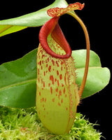 Nepenthes (veitchii x mira) x klossii BE-4548