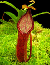 Nepenthes (singalana x diabolica) x hamata BE-4576