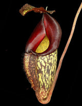 Nepenthes maxima x talangensis ‘Lady Pauline’ BE-3298