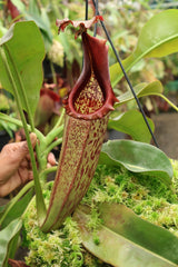 Nepenthes eymae BE-3736