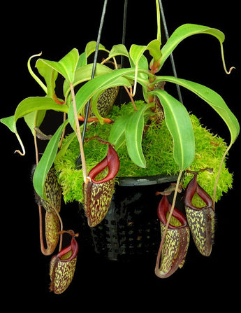 Nepenthes maxima x talangensis ‘Lady Pauline’ BE-3298