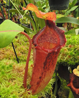 Nepenthes maxima x (lowii x macrophylla) BE-3709