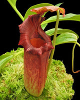 Nepenthes maxima x (lowii x macrophylla) BE-3709