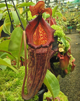 Nepenthes maxima x (lowii x macrophylla) BE-3709