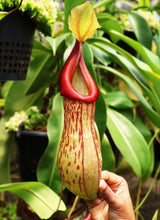 Nepenthes burkei x (burbidgeae x edwardsiana) BE-4531