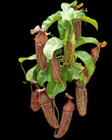 Nepenthes maxima x (lowii x macrophylla) BE-3709