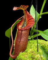 Nepenthes singalana x (burbidgeae x edwardsiana) BE-4558