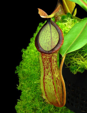 Nepenthes hamata x chaniana BE-4556