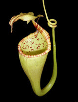 Nepenthes eymae BE-3736