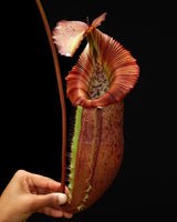 Nepenthes singalana x (burbidgeae x edwardsiana) BE-4558