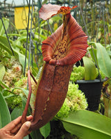 Nepenthes singalana x (burbidgeae x edwardsiana) BE-4558