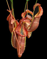 Nepenthes singalana x (burbidgeae x edwardsiana) BE-4558