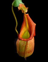 Nepenthes veitchii "Phil Mann" BE-3482