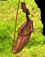 Nepenthes rajah x eymae BE-4577