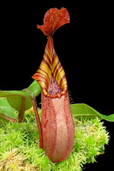 Nepenthes (veitchii x platychila) x veitchii BE-4623