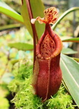 Nepenthes diabolica x burbidgeae BE-4626