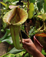 Nepenthes robcantleyi x jacquelineae BE-4028