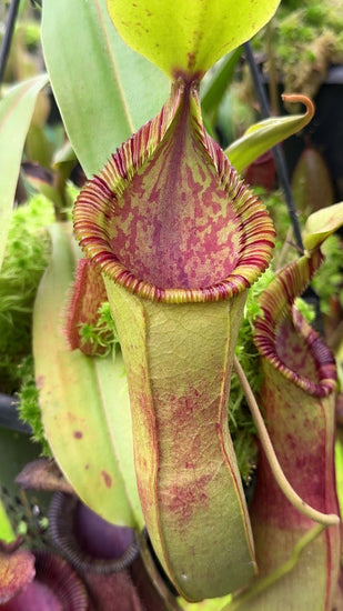 Nepenthes hamata x (veitchii x lowii) BE-4057