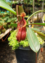 Nepenthes diabolica x burbidgeae BE-4626