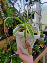 Nepenthes alata (variegated) *ROOTED CUTTINGS*