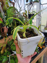 Nepenthes alata (variegated) *ROOTED CUTTINGS*