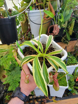 Nepenthes alata (variegated) *ROOTED CUTTINGS*