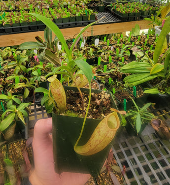 Nepenthes thorelii x aristolochioides *Rooted cutting*