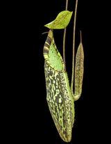 Nepenthes spectabilis BE-3177 (Sibuyatan form)