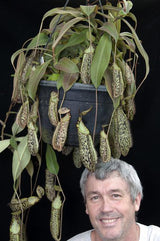 Nepenthes spectabilis BE-3177 (Sibuyatan form)