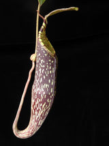 Nepenthes spectabilis BE-3177 (Sibuyatan form)