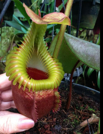 Nepenthes villosa BE-3225 *Confirmed female*