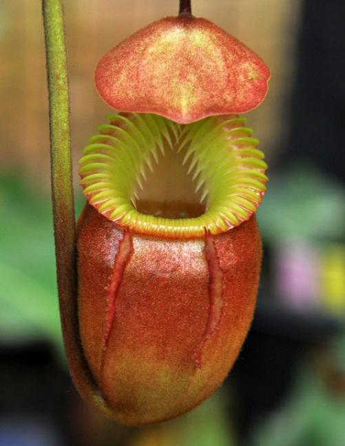 nepenthes villosa