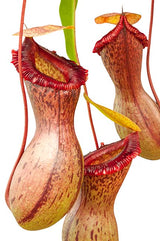 Nepenthes ventricosa (Madja-as)