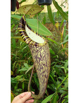 Nepenthes spectabilis BE-3322 "Perkinson Giant"