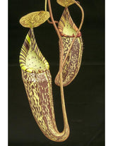 Nepenthes spectabilis BE-3322 "Perkinson Giant"