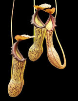 Nepenthes boschiana (Gng Sakumpang) BE-3643