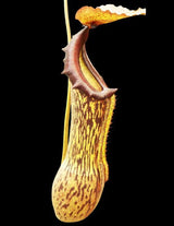 Nepenthes boschiana (Gng Sakumpang) BE-3643