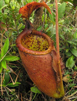 Nepenthes palawanensis BE-3651