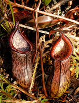 Nepenthes ceciliae BE-3708 *ROOTED CUTTING*