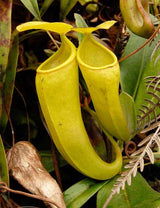 Nepenthes ceciliae BE-3708 *ROOTED CUTTING*