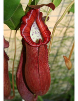 Nepenthes petiolata BE-3913